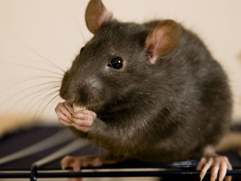 Fumigación de Ratas